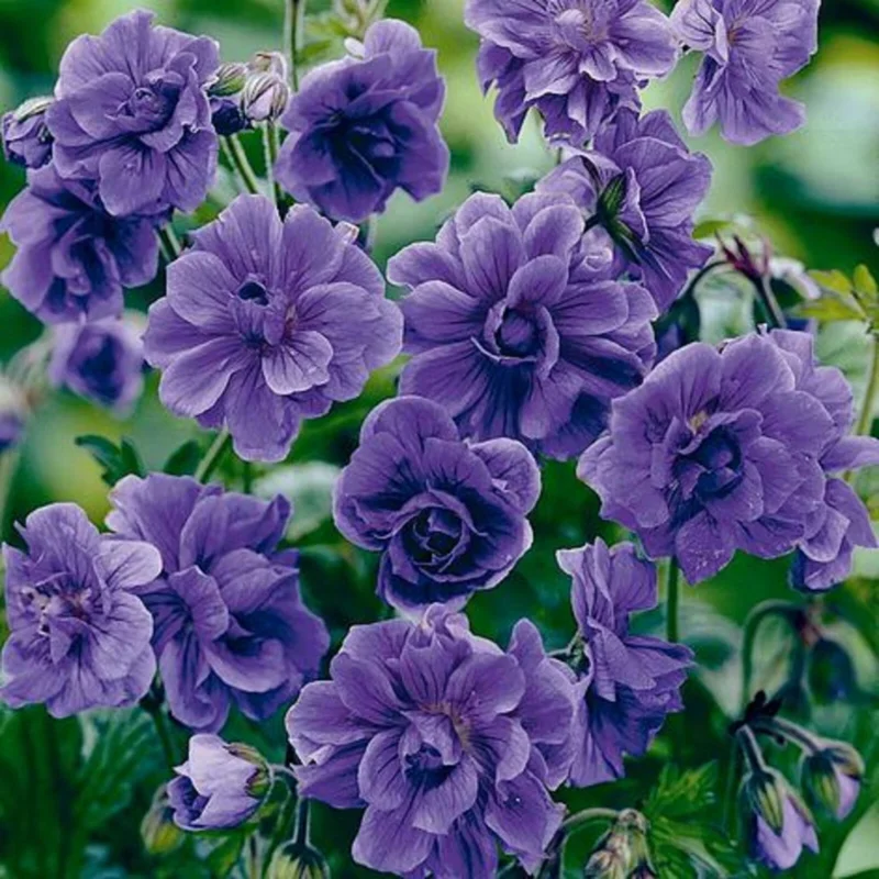10 Double Purple Geranium Seeds - Perennial Flower Seed - Image 1
