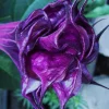 10 Double Queen Rose Angel Trumpet Seeds - Brugmansia Datura Flowers - Image 1