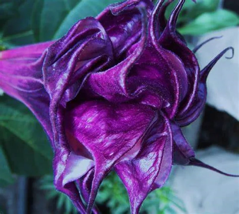 10 Double Queen Rose Angel Trumpet Seeds - Brugmansia Datura Flowers - Image 1