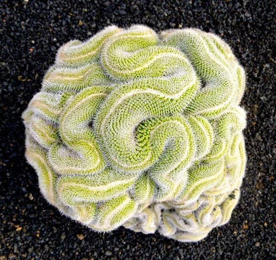 10 Green Brain Cactus Seeds - Rare Succulents Flower Desert Seeds 10 Green Brain Cactus Seeds - Rare Succulents Flower Desert Seeds - Image 7
