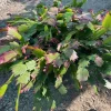 10 inch Bowl Christmas Cactus Live Plant - Mixed Colors Potted Houseplant - Image 1