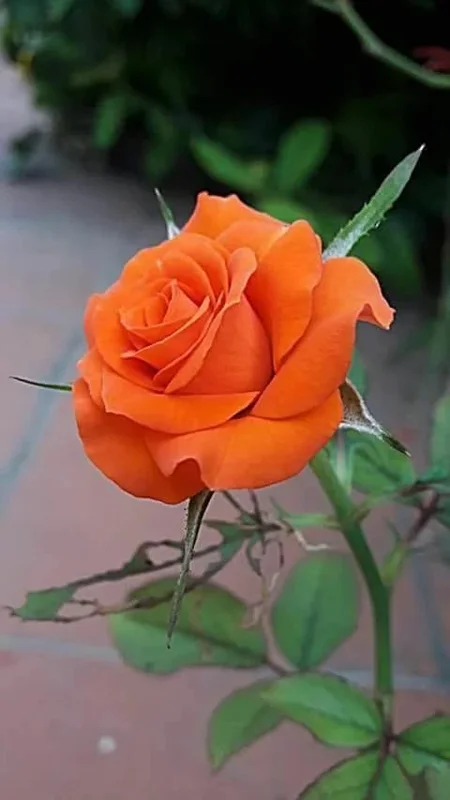 10 Orange Rose Seeds – Perennial Flower Bush – Shrub Blooms - Image 2