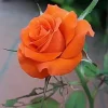 10 Orange Rose Seeds – Perennial Flower Bush – Shrub Blooms - Image 1