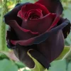 10 Red Black Rose Seeds - Perennial Bloom Shrub Flower Seeds - Image 1