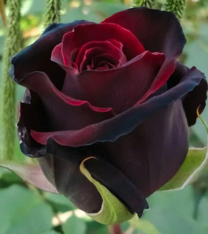 10 Red Black Rose Seeds - Perennial Bloom Shrub Flower Seeds - Image 1