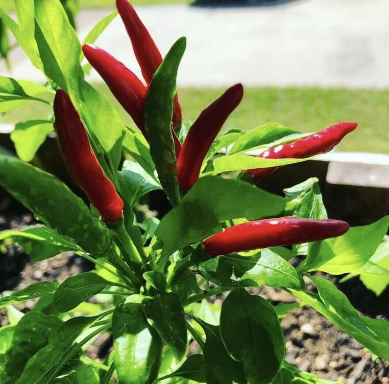 10 Seed Pack Filipino Bird's Eye Pepper Seeds Siling Labuyo - Hot Chili - Image 2