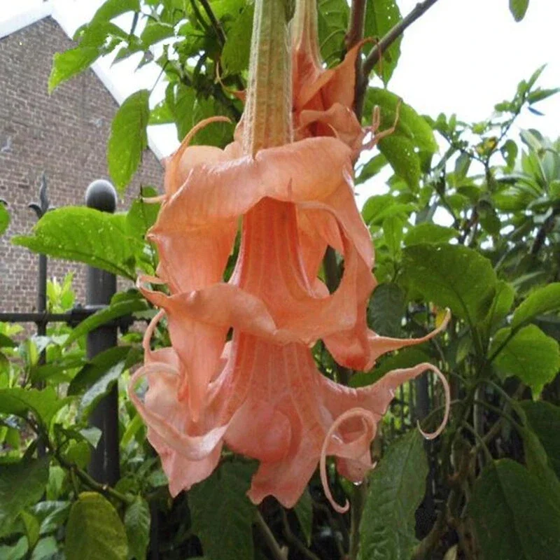 10 Triple Flamango Angel Trumpet Seeds - Fragrant Brugmansia Datura Flower Seeds - Image 1