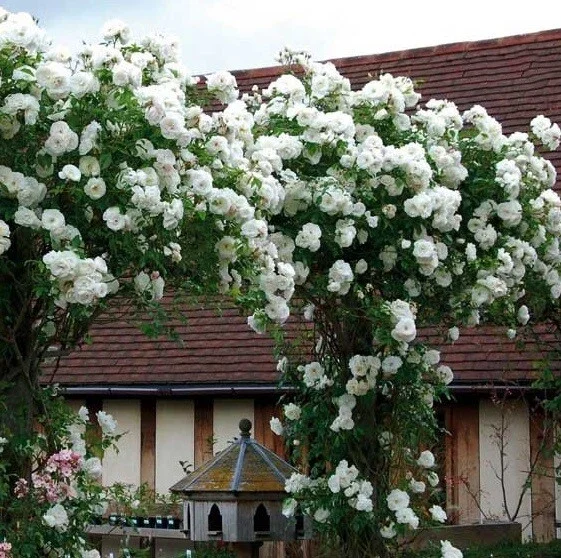 10 White Climbing Rose Seeds - Perennial Flower Bush Bloom Shrub - Image 1