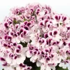 10 White Purple Geranium Seeds – Perennial Flower Seeds – Flowers Bloom - Image 1