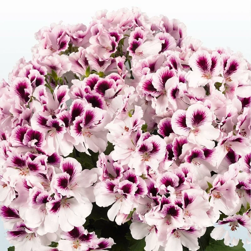 10 White Purple Geranium Seeds – Perennial Flower Seeds – Flowers Bloom - Image 1