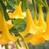 10 Yellow Angel Trumpet Flower Seeds - Fragrant Tropical Garden - Image 1