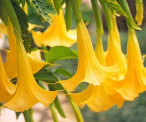 10 Yellow Angel Trumpet Flower Seeds - Fragrant Tropical Garden - Image 1