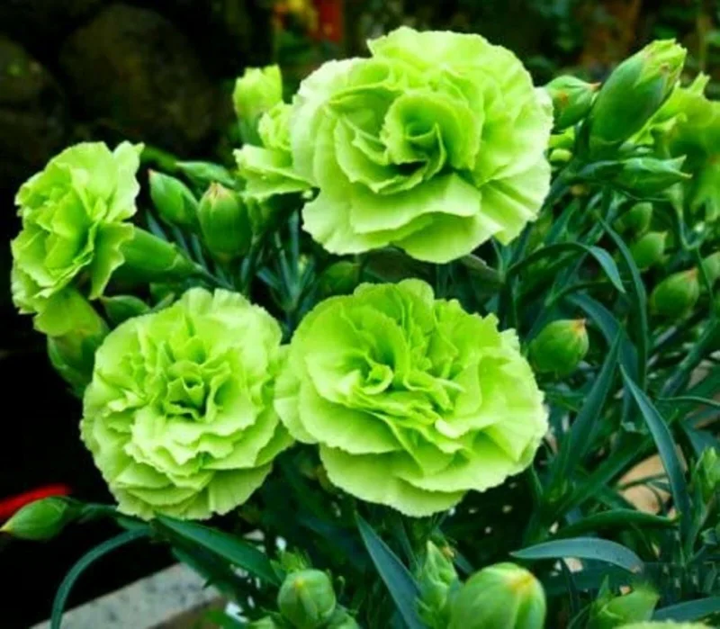 100 Bright Green Carnation Seeds – Dianthus Flowers Seed – Perennial - Image 1