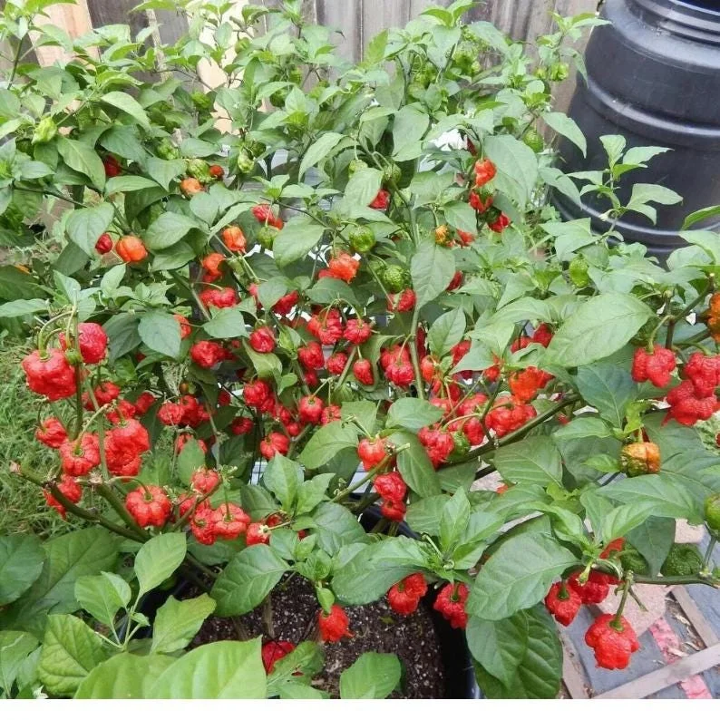 100 Carolina Reaper Pepper Seeds – World Record Hot Chili, Heirloom, Indoor/Outdoor - Image 2