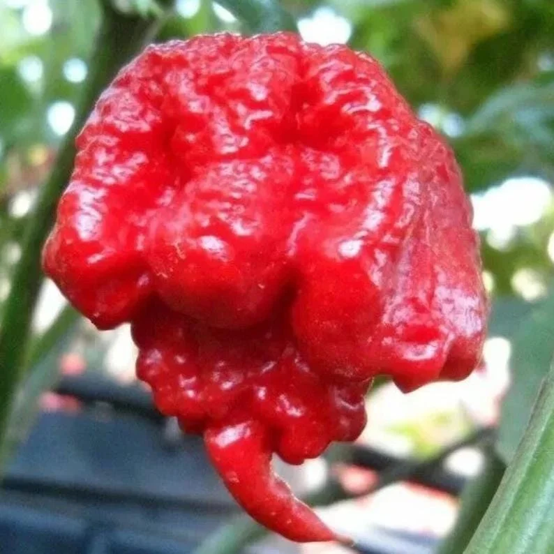100 Carolina Reaper Pepper Seeds – World Record Hot Chili, Heirloom, Indoor/Outdoor - Image 1
