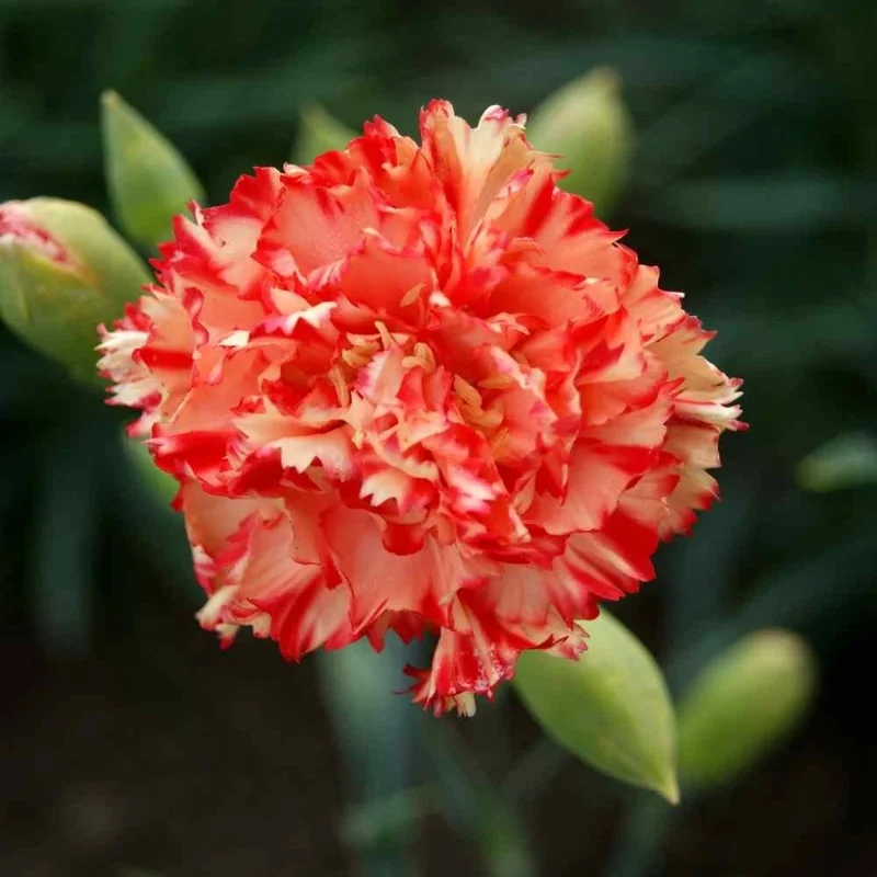 100 Chabaud Carnation Seeds - Dianthus Flowers Perennial - Image 2