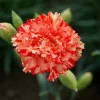 100 Chabaud Carnation Seeds - Dianthus Flowers Perennial - Image 1