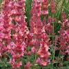 100 Coral Hyssop Agastache Seeds – Perennial Flower Seeds – Outdoor - Image 1