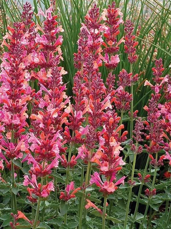 100 Coral Hyssop Agastache Seeds – Perennial Flower Seeds – Outdoor - Image 2