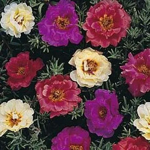 100 Dark Mix Moss Rose Seeds - Perennial Flower Bloom Portulaca Grandiflora - Image 2