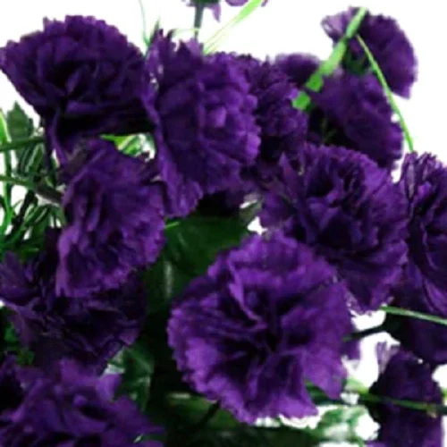100 Dark Purple Carnation Seeds - Dianthus Flowers Perennial - Image 2