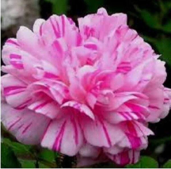 100 Double Light Pink White Moss Rose Seeds - Perennial Flowers - Image 1