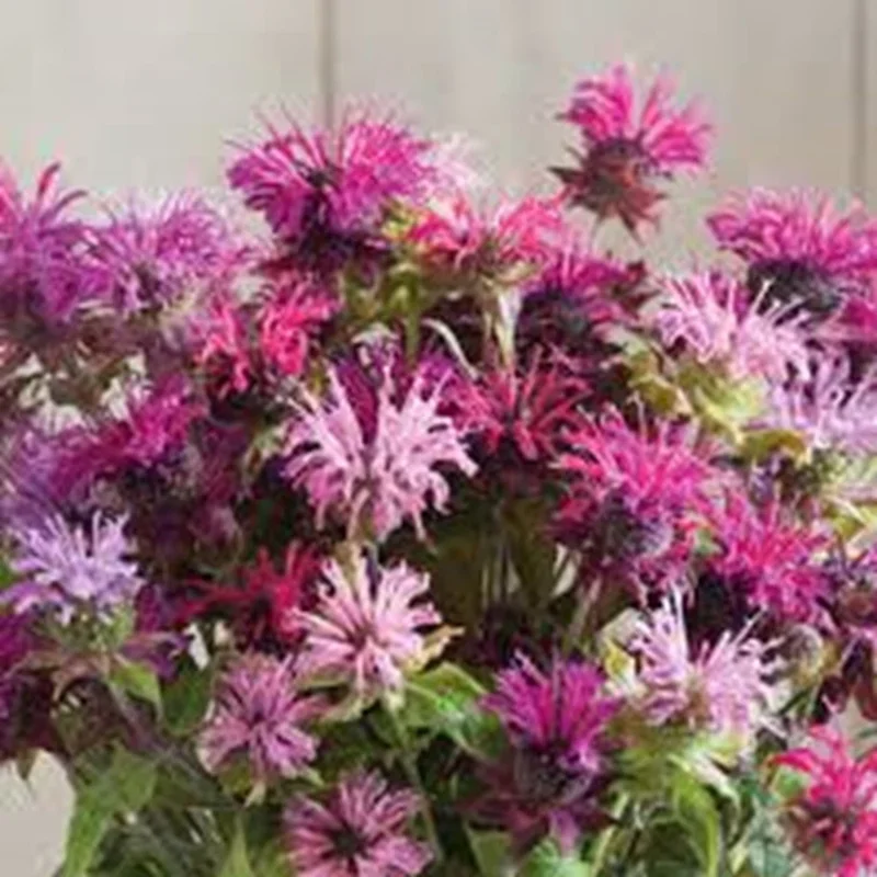 100 Double Mix Bee Balm Seeds - Attracts Hummingbirds, Perennial - Image 2