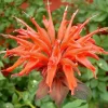 100 Orange Bee Balm Seeds - Monarda didyma, Attracts Hummingbirds & Bees - Image 1