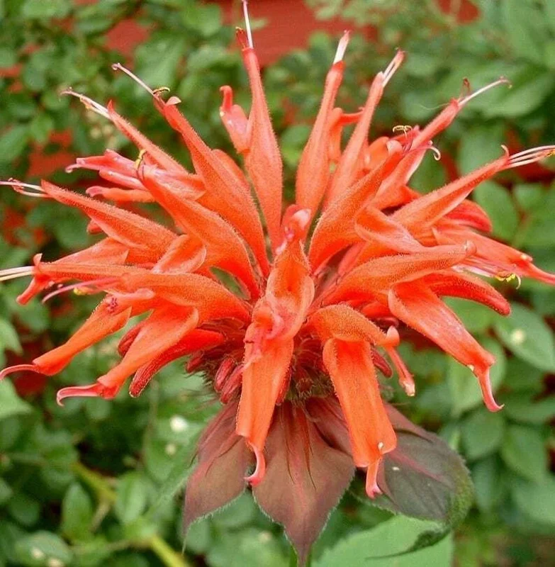 100 Orange Bee Balm Seeds - Monarda didyma, Attracts Hummingbirds & Bees - Image 1