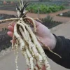 100+ Organic Skirret Seeds - Rare Heirloom Root Vegetable - Sium sisarum - Perennial - Image 1