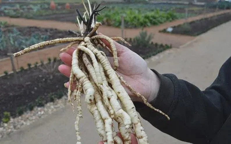 100+ Organic Skirret Seeds - Rare Heirloom Root Vegetable - Sium sisarum - Perennial - Image 1