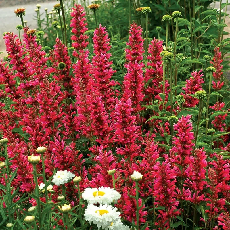 100 Raspberry Hyssop Seeds - Agastache Perennial Flower for Pollinators - Image 2