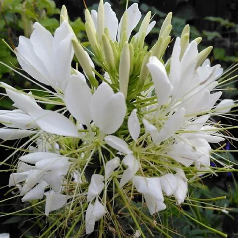 100 White Queen Spider Flower Seeds - Clome Spinosa Perennial - Image 1
