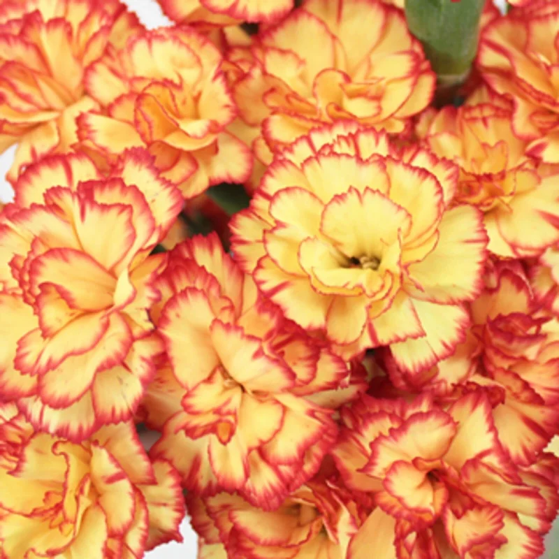 100 Yellow Orange Carnation Seeds - Dianthus Flower Perennial Seeds - Image 1