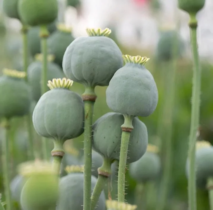 1000 Papaver Somniferum Seeds - Giant Rattle Poppy Pink & White Blooms - Image 2