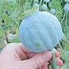 1000 Papaver Somniferum Seeds - Giant Rattle Poppy Pink & White Blooms - Image 1