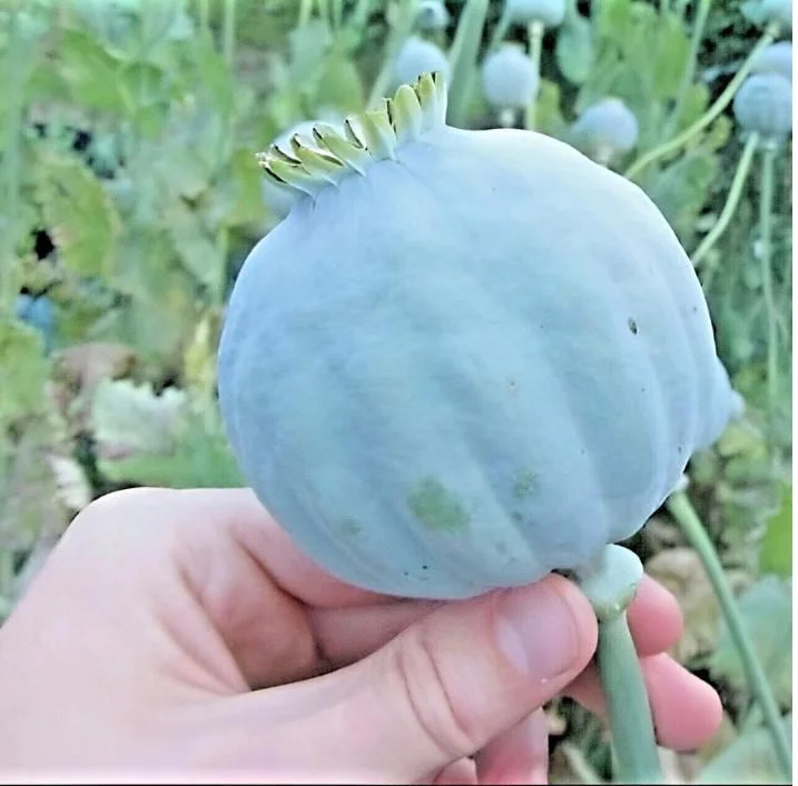 1000 Papaver Somniferum Seeds - Giant Rattle Poppy Pink & White Blooms - Image 1