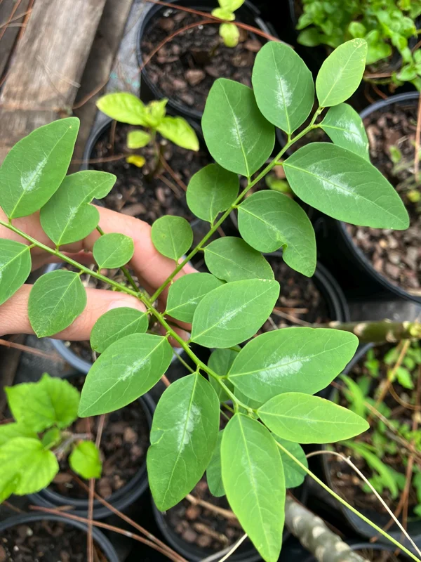15 Katuk Cuttings - Sweet Leaf Live Plant - Edible & Nutritious 15 Katuk Cuttings - Sweet Leaf Live Plant - Edible & Nutritious - Image 2