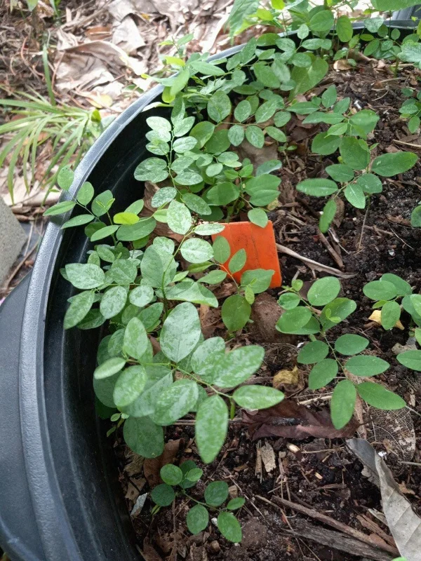 15 Katuk Cuttings - Sweet Leaf Live Plant - Edible & Nutritious 15 Katuk Cuttings - Sweet Leaf Live Plant - Edible & Nutritious - Image 3