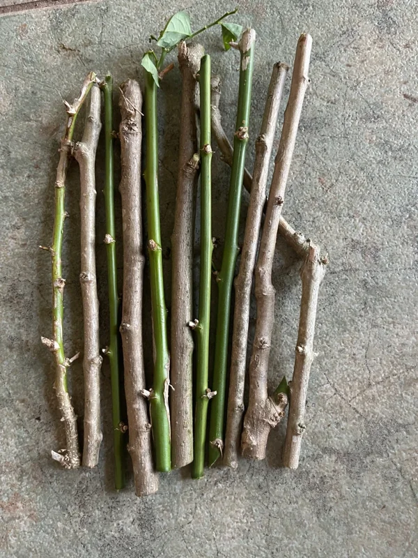 15 Katuk Cuttings - Sweet Leaf Live Plant - Edible & Nutritious 15 Katuk Cuttings - Sweet Leaf Live Plant - Edible & Nutritious - Image 4
