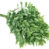 15 Katuk Cuttings - Sweet Leaf Live Plant - Edible & Nutritious - Image 1