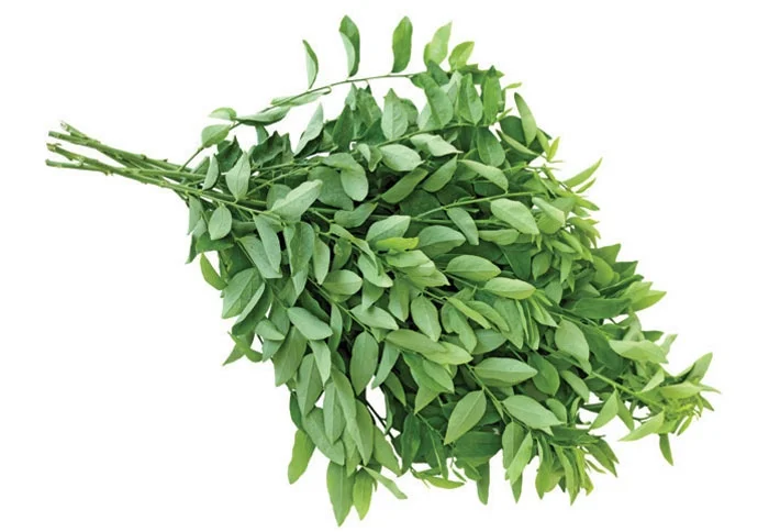 15 Katuk Cuttings - Sweet Leaf Live Plant - Edible & Nutritious 15 Katuk Cuttings - Sweet Leaf Live Plant - Edible & Nutritious - Image 1