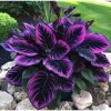 15+ Purple Tip Calathea Couture Seeds - Rare Tropical Houseplant - Indoor/Outdoor - Image 1