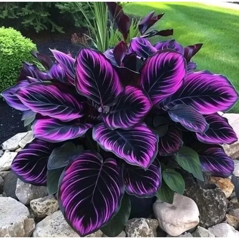 15+ Purple Tip Calathea Couture Seeds - Rare Tropical Houseplant - Indoor/Outdoor - Image 1