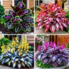 160+ Hosta Seeds – Perennial Shade Garden Plant – Decorative Foliage - Image 1