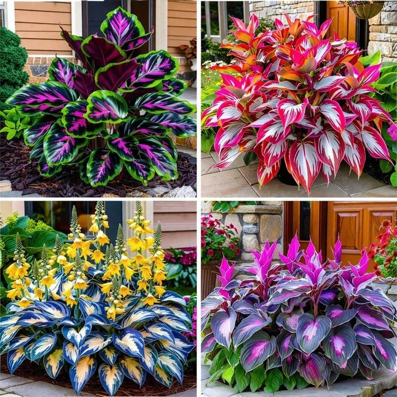 160+ Hosta Seeds – Perennial Shade Garden Plant – Decorative Foliage - Image 1