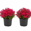 2 Creeping Phlox Live Plants 4-7 Inch - Vibrant Ground Cover Perennial Flowers - Image 1