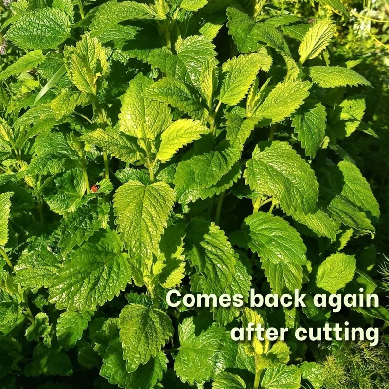 2 Lemon Balm Live Plug Plants - Fresh Scent Herb Starter for Home - Image 2