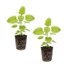 2 Lemon Balm Live Plug Plants - Fresh Scent Herb Starter for Home - Image 1