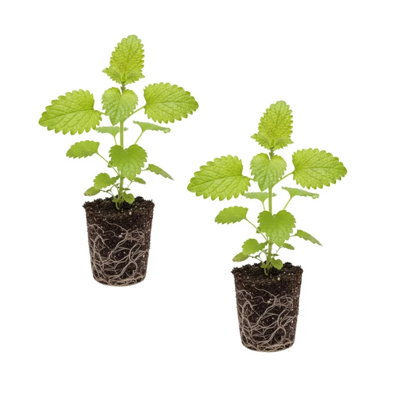 2 Lemon Balm Live Plug Plants - Fresh Scent Herb Starter for Home - Image 1